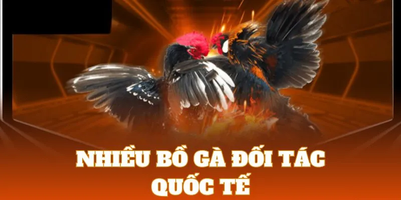 Đá Gà 8KBET | Sảnh Cược Chọi Kê Với Hệ Thống Live Siêu Nét 3 Sảnh cược liên kết với nhiều bồ gà quốc tế