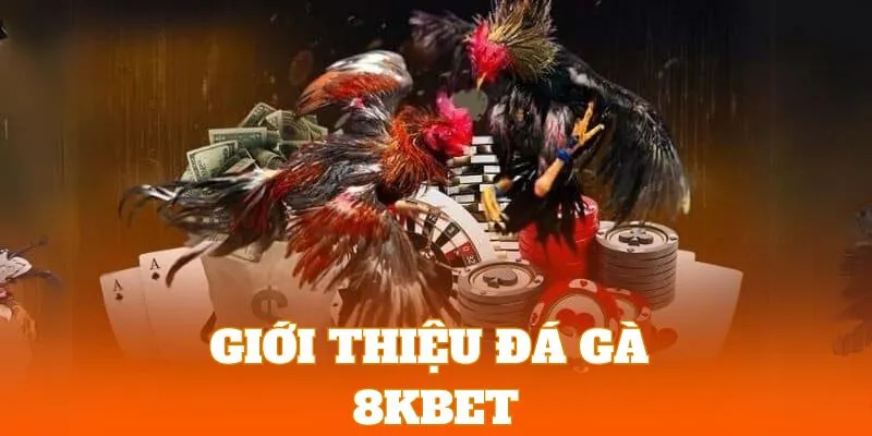 Đá Gà 8KBET | Sảnh Cược Chọi Kê Với Hệ Thống Live Siêu Nét 2 Khám phá sảnh cược gà đá trực tuyến hấp dẫn