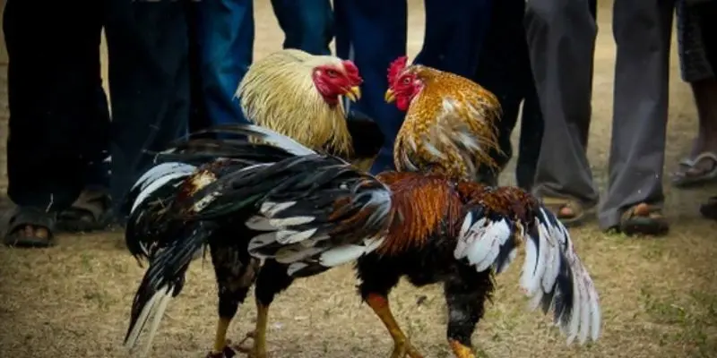 Đá Gà Cựa Sắt 8KBET - Hòa Mình Cùng Từng Màn Chiến Kịch Tính 4 Hình thức so tài cựa tròn