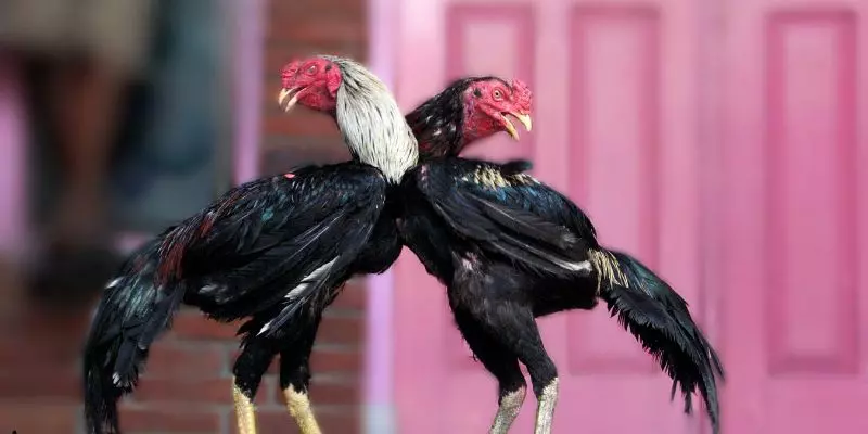 Đá Gà Thomo - Sân Chơi Cá Cược Kịch Tính Tại Sảnh 8KBET 1 Đá gà thomo