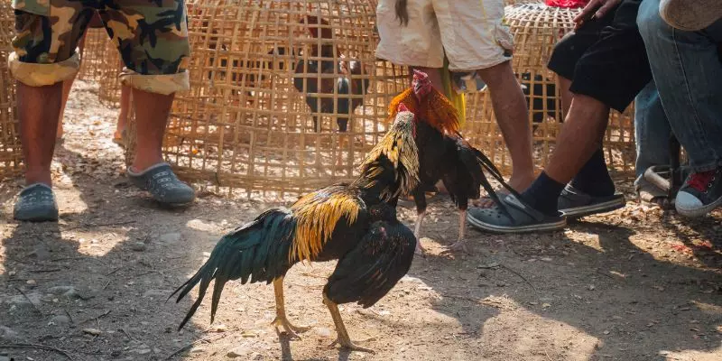 Đá Gà Thomo - Sân Chơi Cá Cược Kịch Tính Tại Sảnh 8KBET 3 Bước chọn chiến kê là khâu rất quan trọng