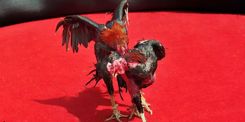 Đá Gà Thomo - Sân Chơi Cá Cược Kịch Tính Tại Sảnh 8KBET 2 Giới thiệu về sảnh đá gà Thomo tại 8KBET